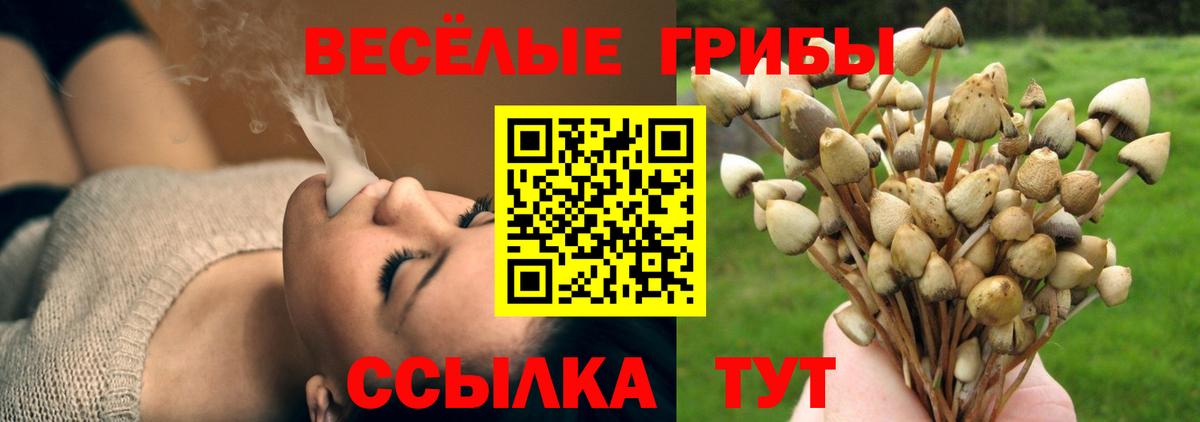 Галлюциногенные грибы мицелий  Вход с VPN  Черногорск  что такое наркотик  Псилоцибиновые грибы Psilocybe 